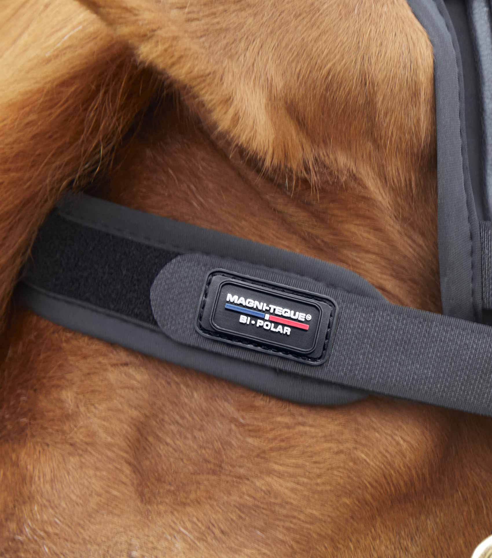 PREMIER EQUINE MAGNI-TEQUE Magnetic Browband Black - Horse Browband for Relaxation & Stress Relief