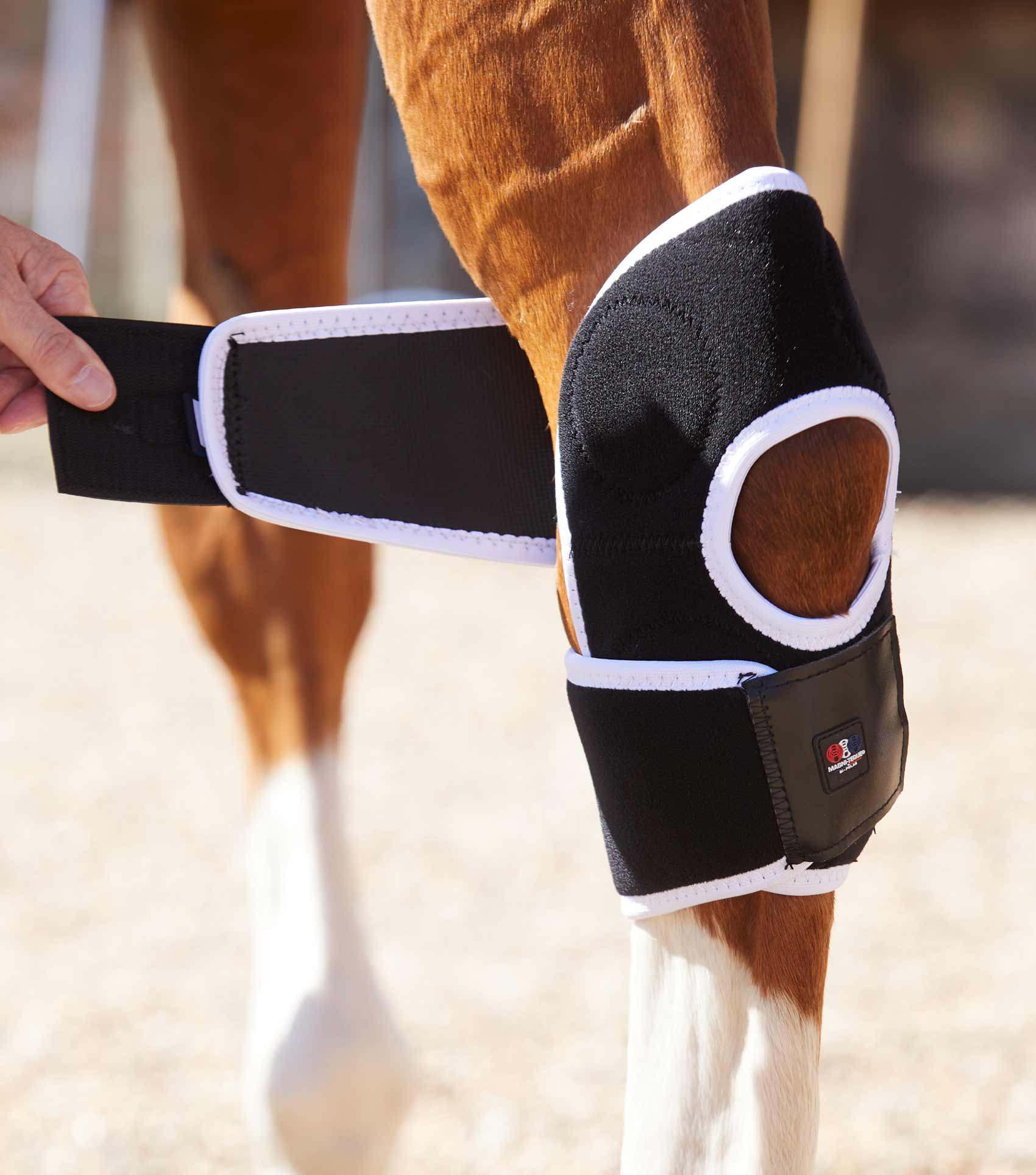 Horse Hock Boots: Black Premier Equine Magnetic Hock Boots for Equine Leg Support & Therapy