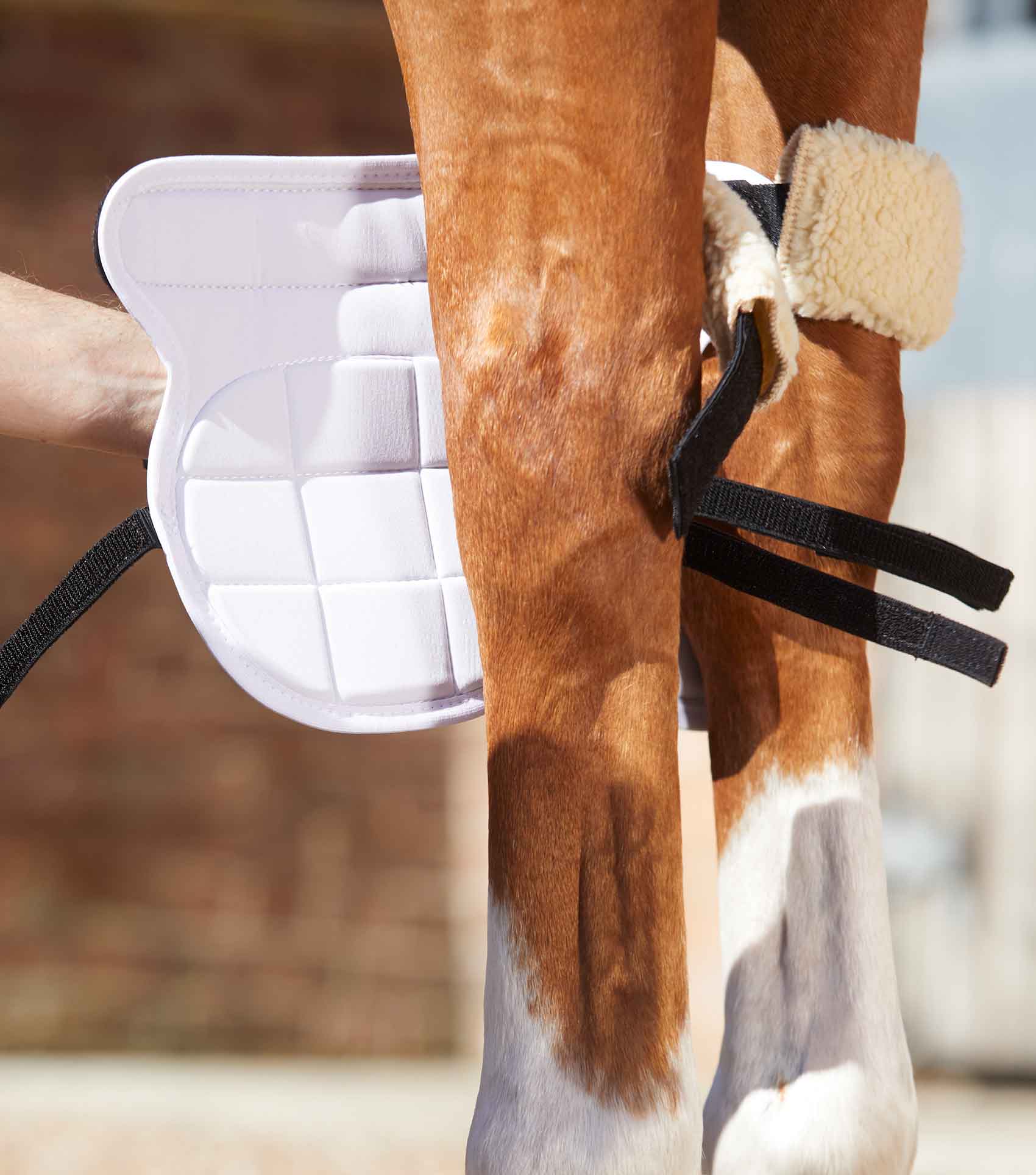 Premier Equine Magni-Teque Magnetic Knee Boots Black on Horse Leg | Equiflair
