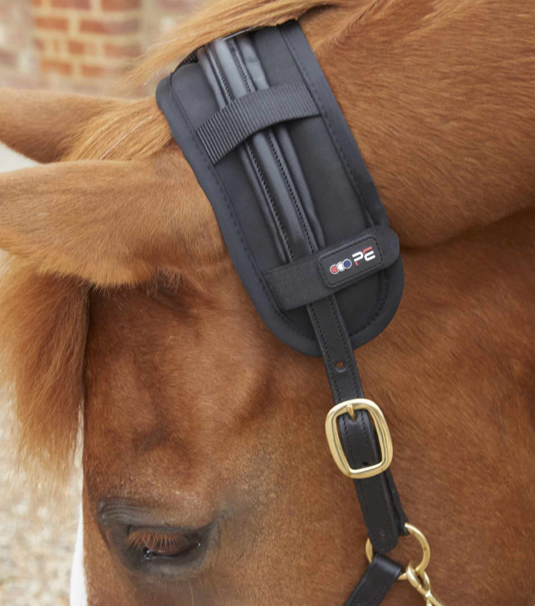 Horse wearing Premier Equine Magnetic Poll Band Black from Equiflair | Equestrian Head Collar