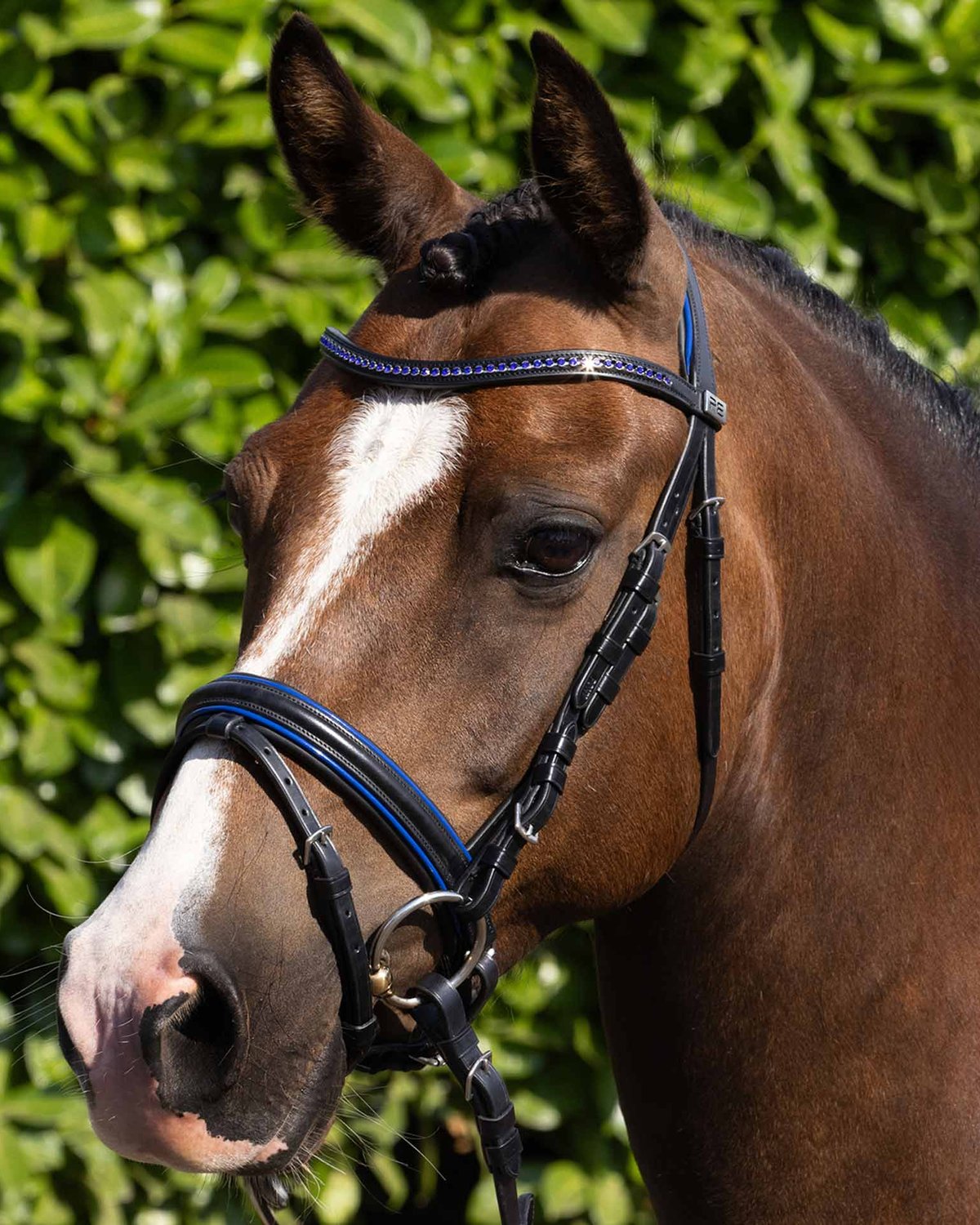 PREMIER EQUINE Pony Bridle Black and Blue with Diamante Browband by Equiflair