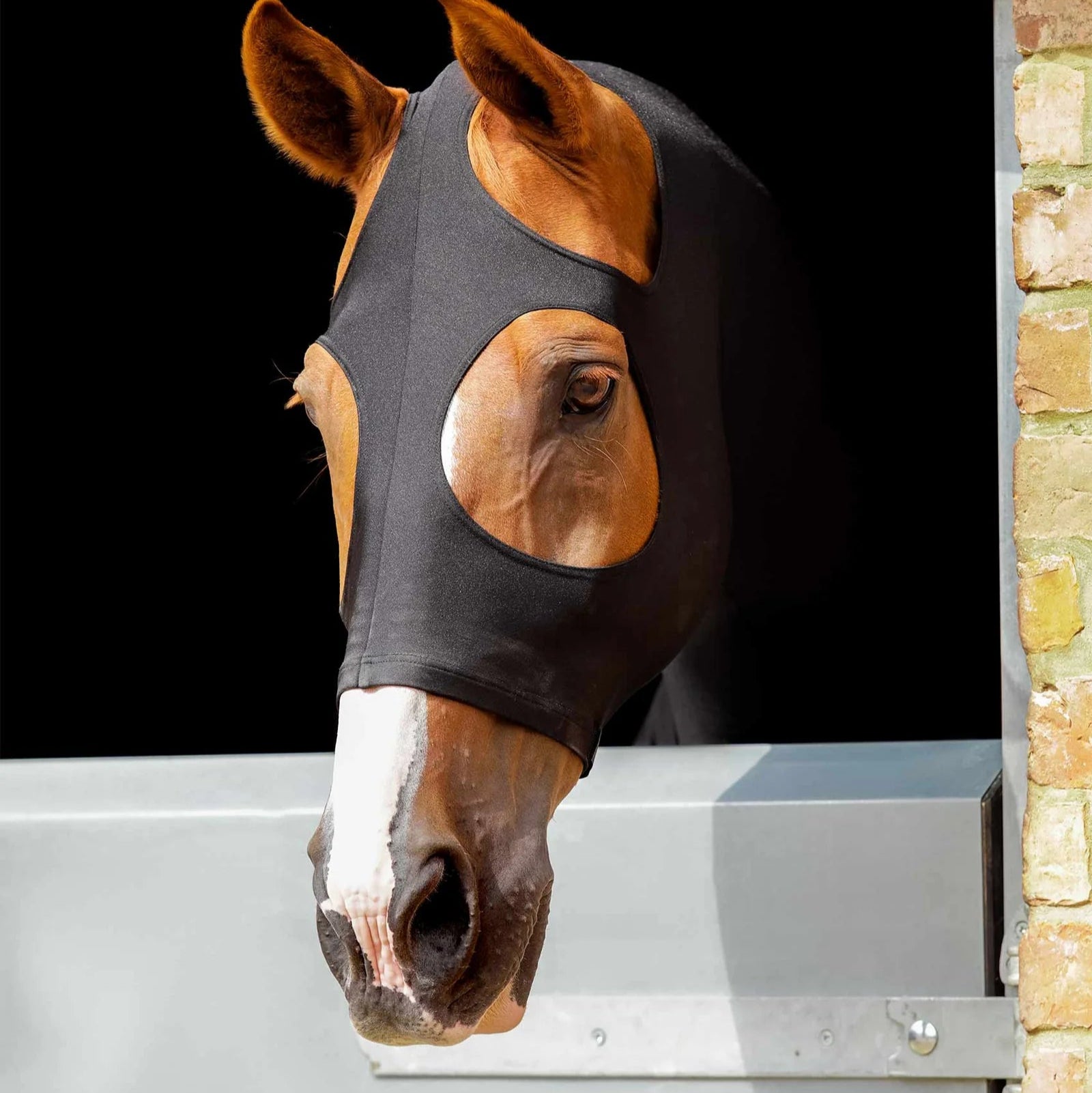 Horse in Premier Equine Lycra Hood - Stable Gear for Show Prep & Coat Protection
