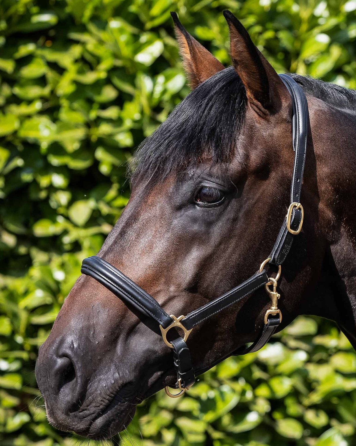 Premier Equine Rego Padded Leather Head Collar Black