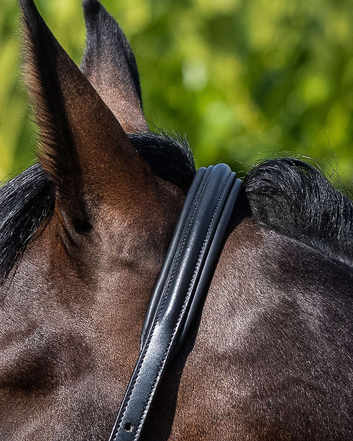 Premier Equine Rego Padded Leather Head Collar Black