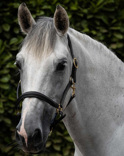 Grey Horse Headshot Wearing PREMIER EQUINE Padded Leather Halter