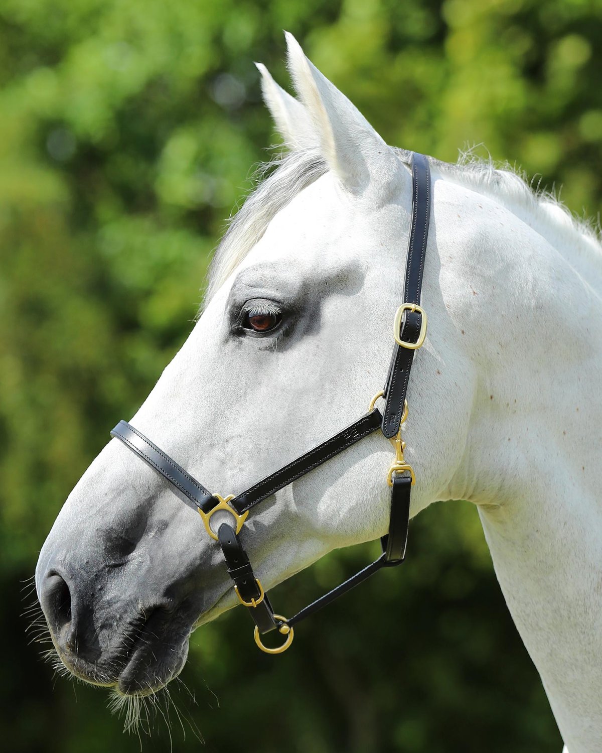 Premier Equine Pasco Plain Leather Head Collar Black