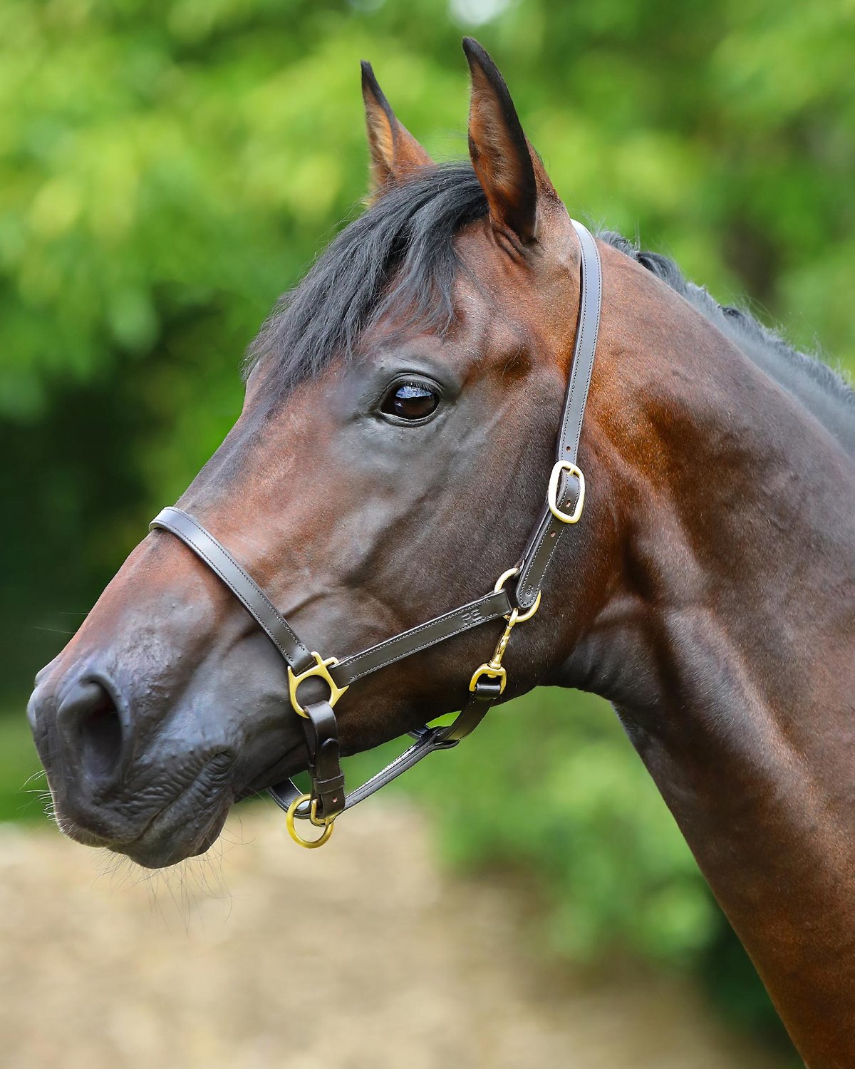 Premier Equine Pasco Plain Leather Head Collar Brown