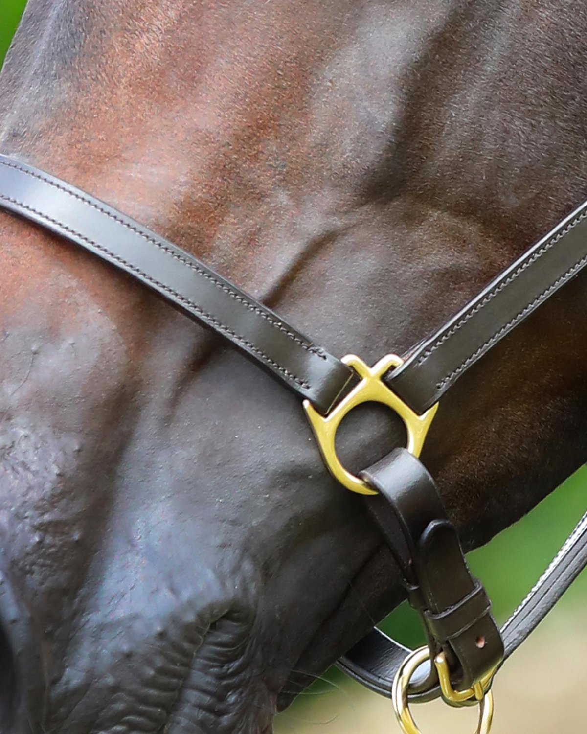 Premier Equine Pasco Plain Leather Head Collar Brown