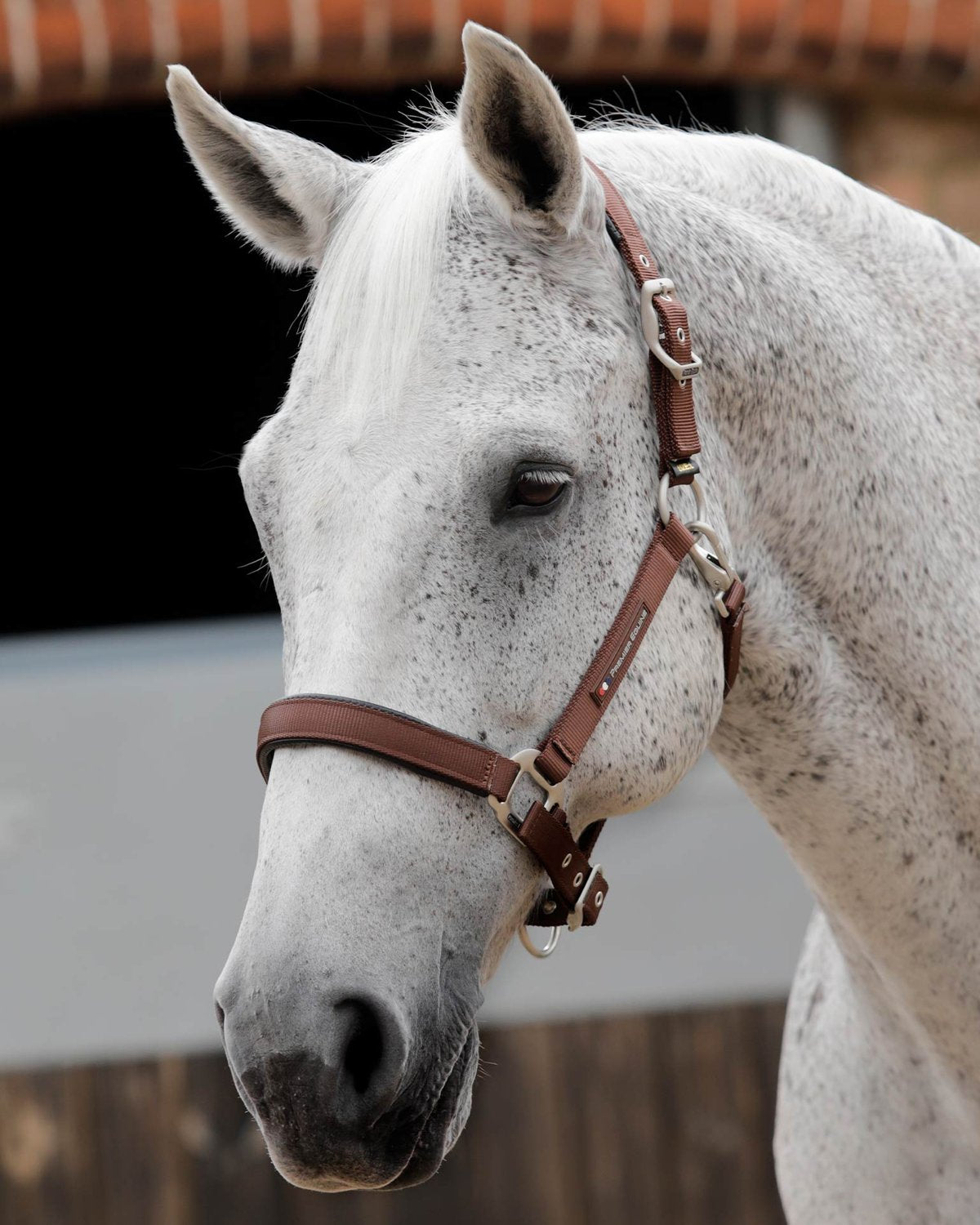 Premier Equine plain-padded-horse-head-collar-brown