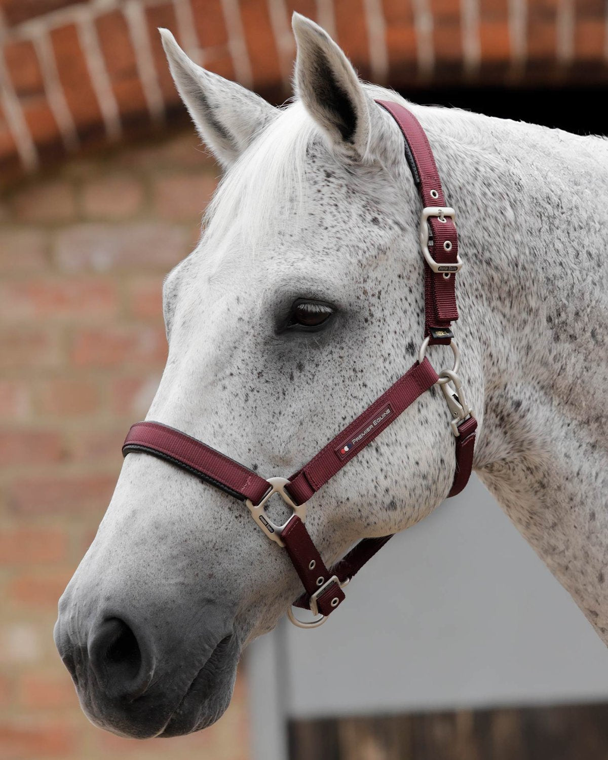Premier Equine Plain Padded Horse Head Collar Burgundy