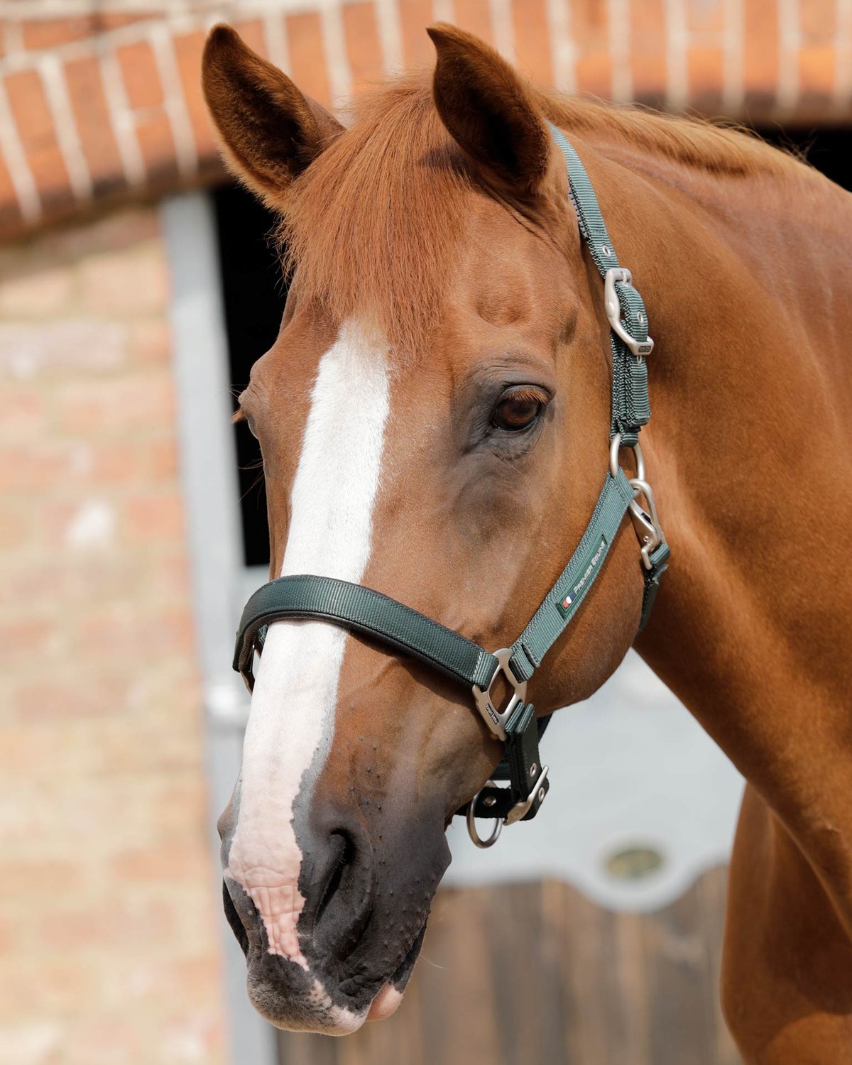 Premier Equine Green Horse Head Collar: Padded comfort for horses with adjustable fit and branded hardware. Equiflair.