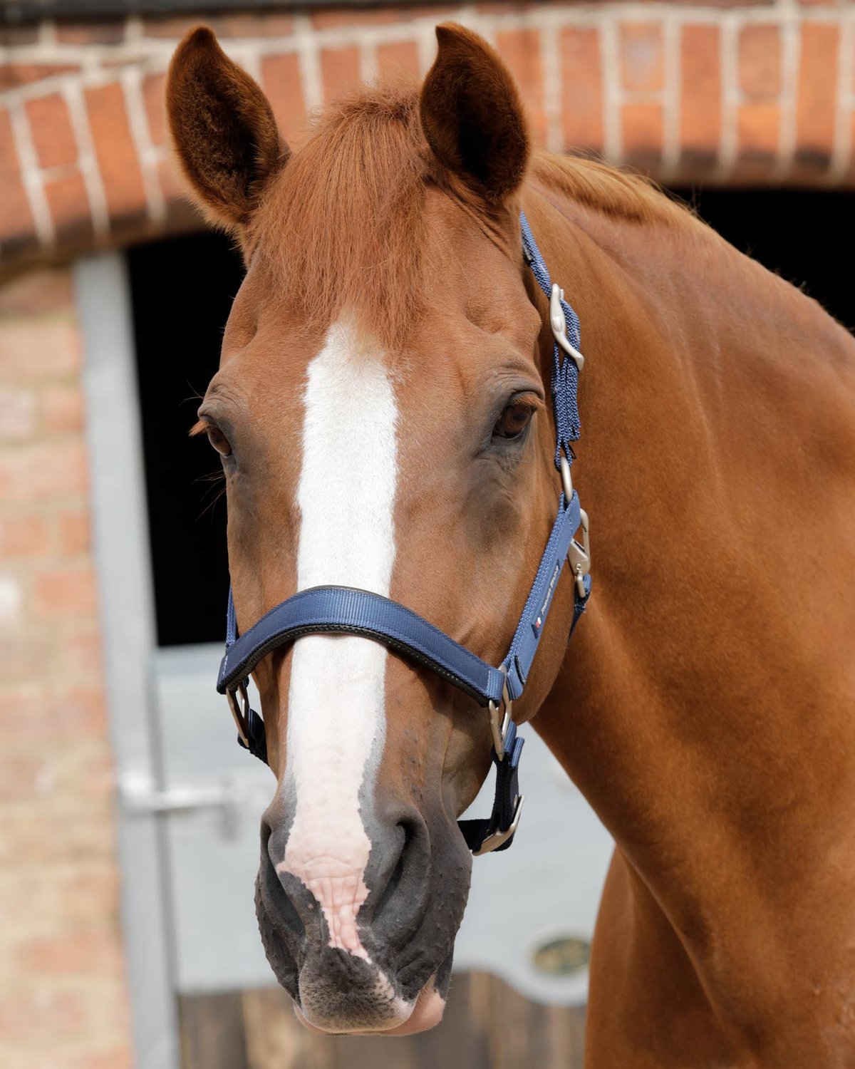 Chestnut Horse Wearing PREMIER EQUINE Padded Navy Head Collar - Adjustable Horse Headgear