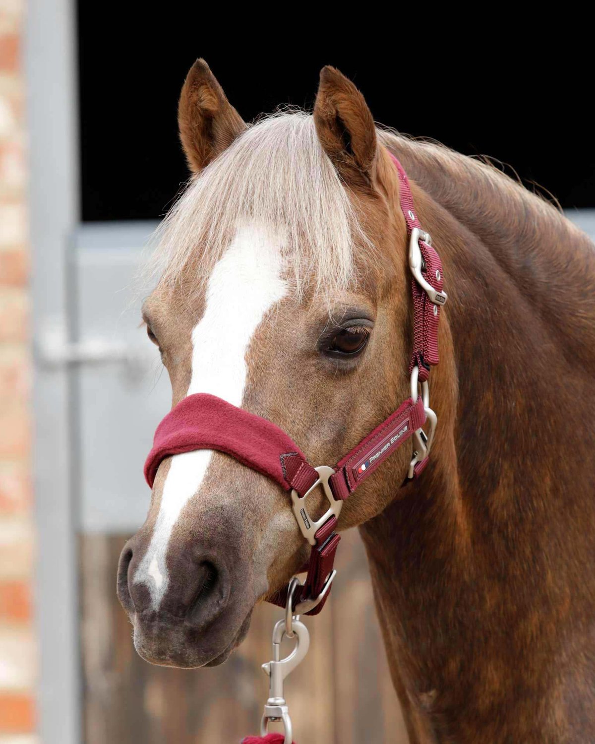 Premier Equine Fleece Padded Head Collar Burgundy
