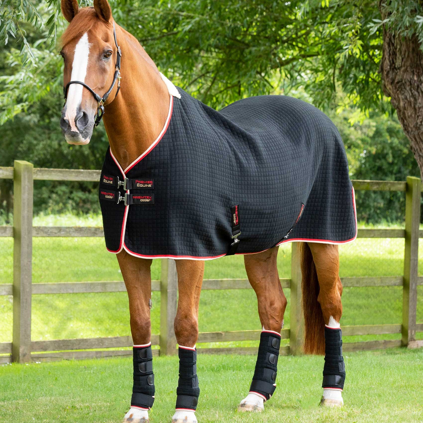 PREMIER EQUINE PREMTEX HORSE COOLER RUG BLACK. Equine cooler rug on a horse in a field. Black Premtex cooler rug. Horse blanket