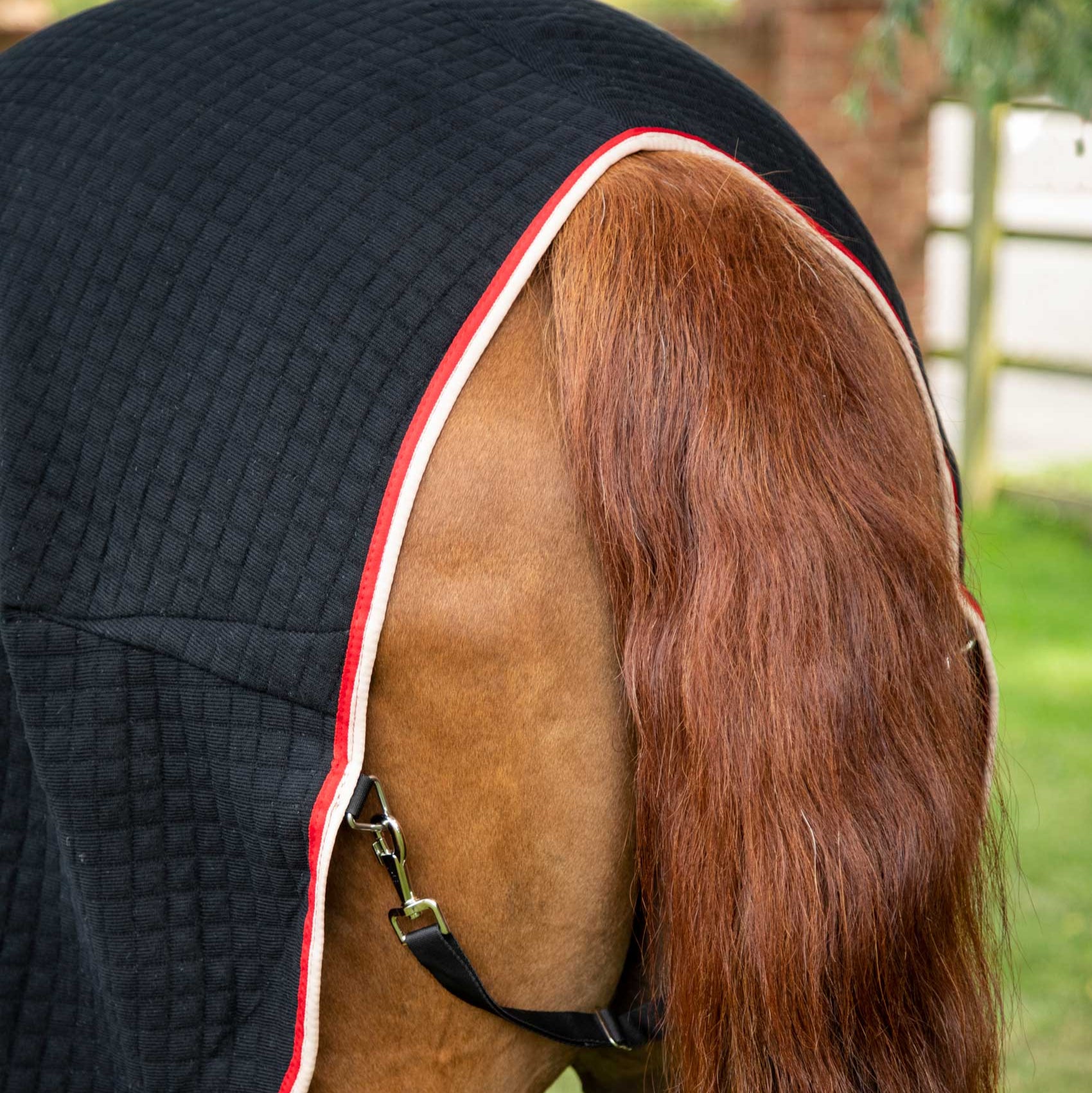 Horse Wearing Black Cooler Rug: Equine Comfort & Style