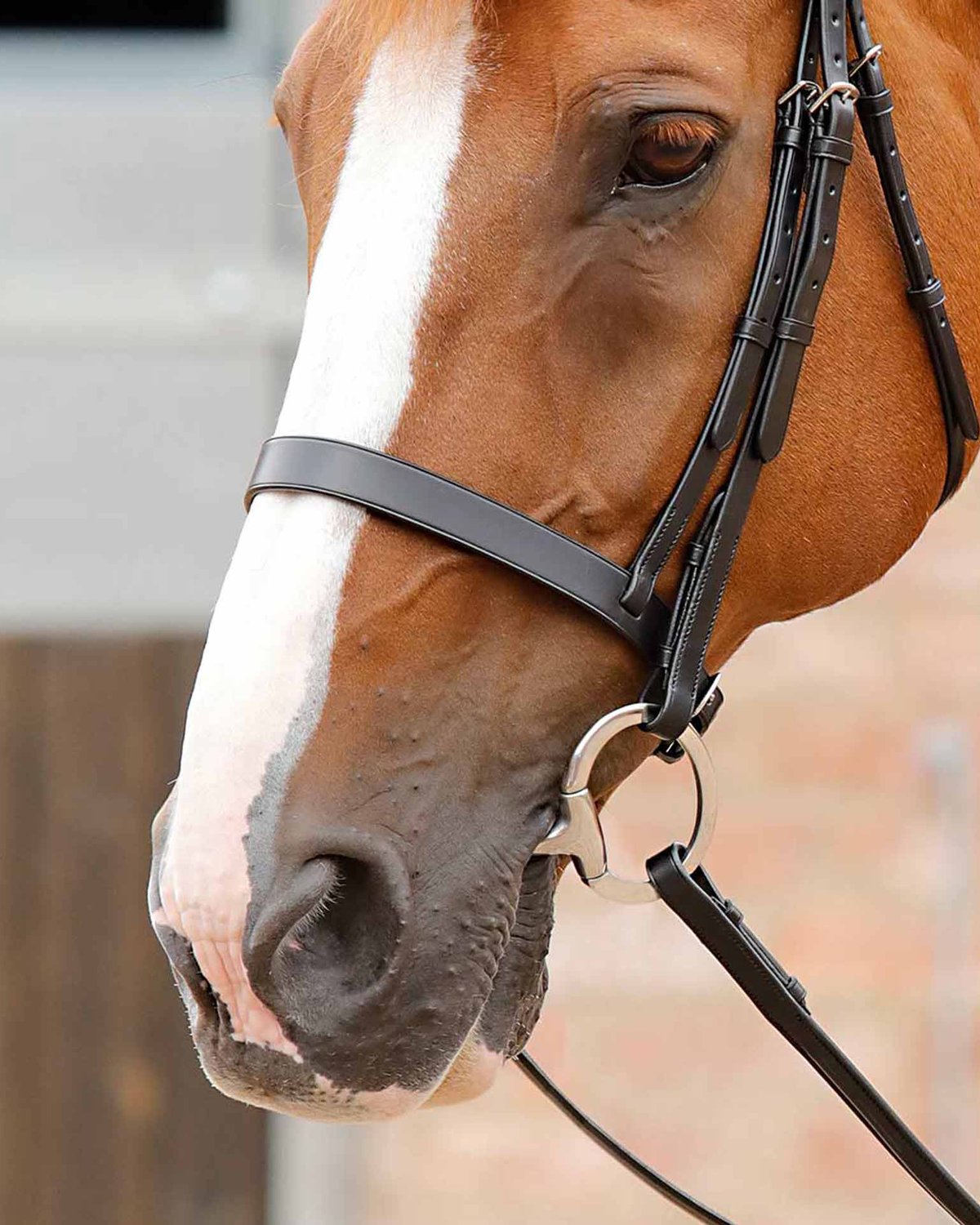 PREMIER EQUINE Primo Hunter Cavesson Noseband Black: Italian Leather Horse Bridle with Stainless Steel Buckles