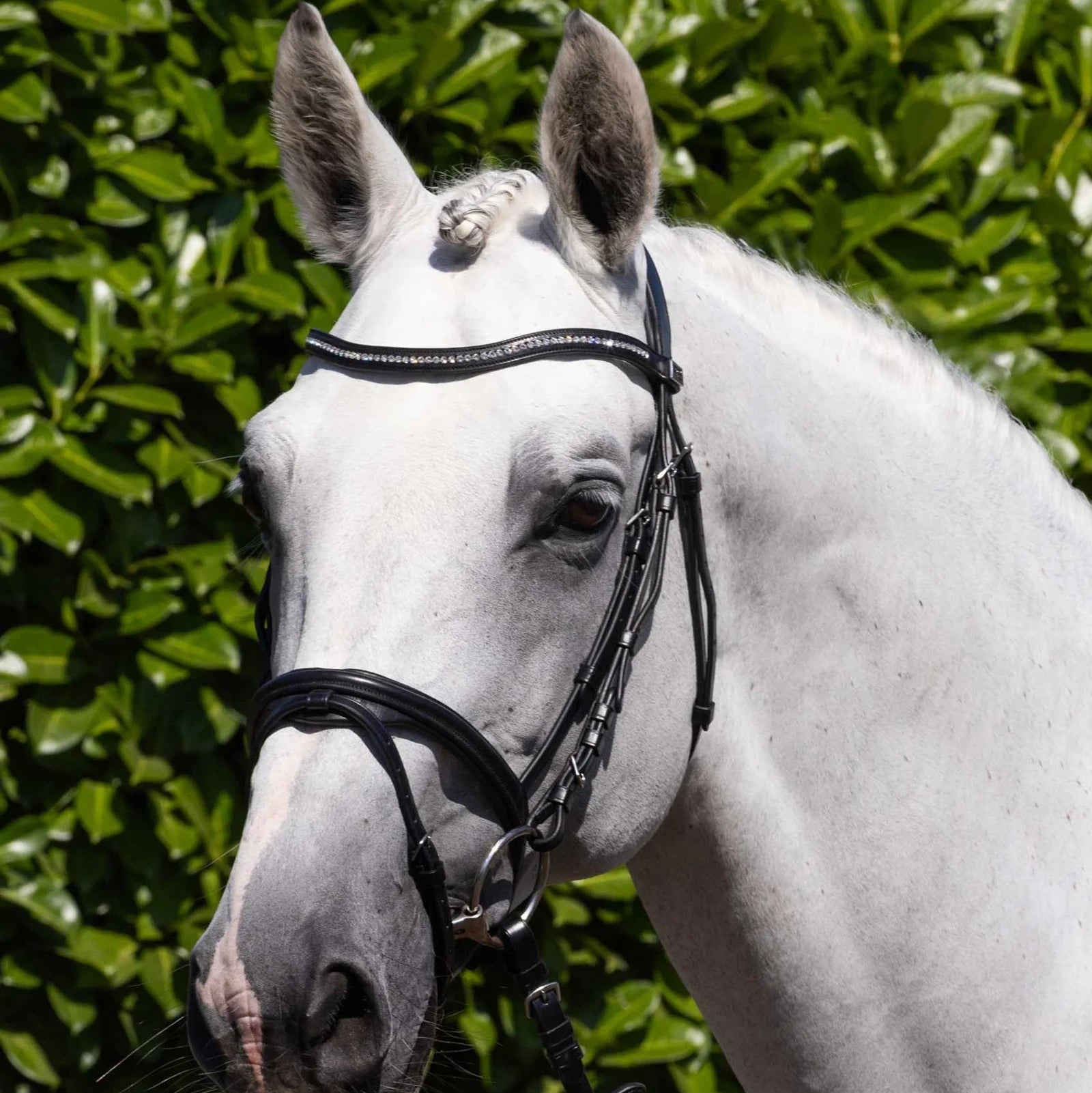 PREMIER EQUINE Rivere Snaffle Bridle Black: White Horse with Black Italian Leather Diamante Browband. Elegant Horse Bridle