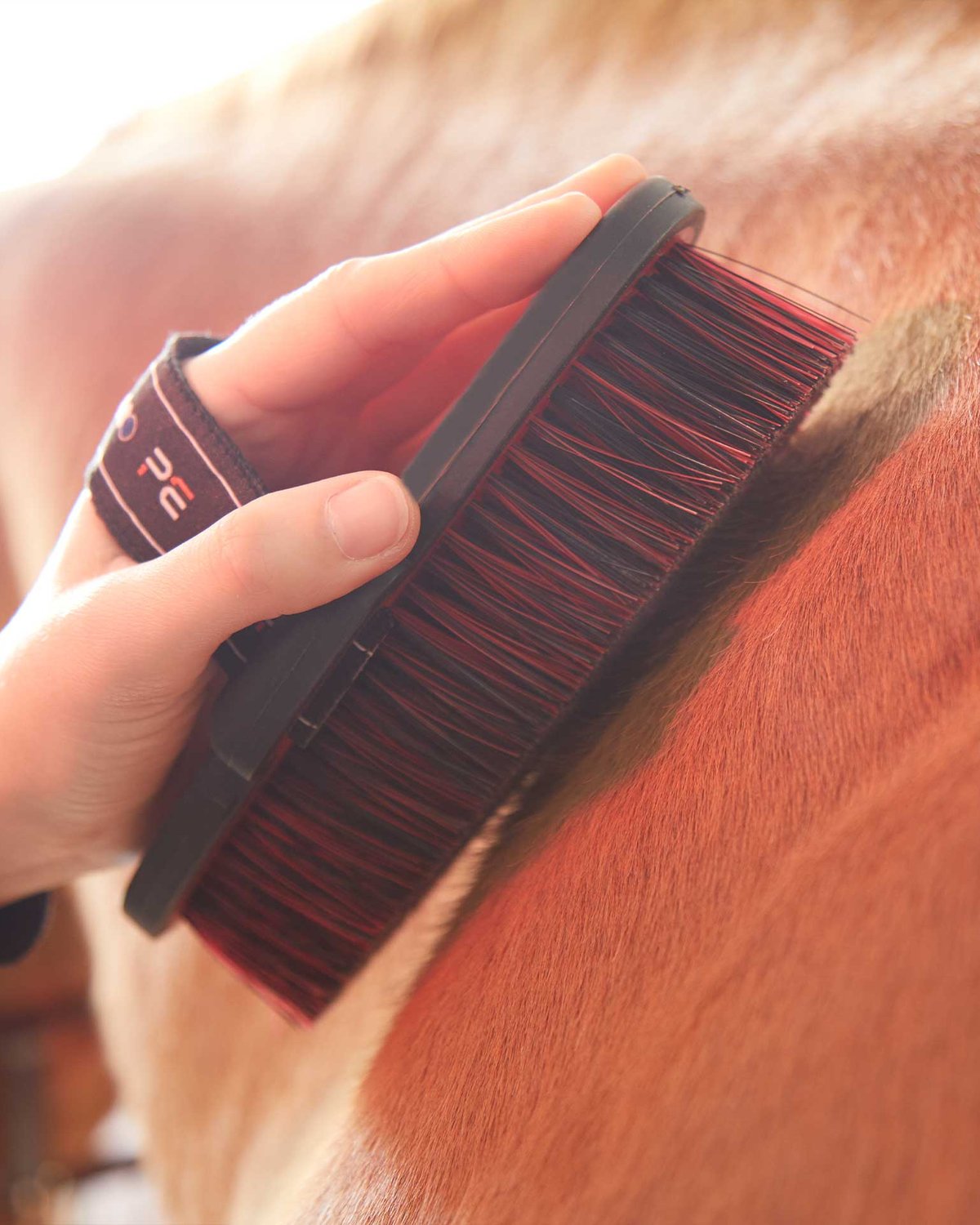 Horse Grooming Brush: Premier Equine Soft Touch Body Brush. Cleaning a horse. 