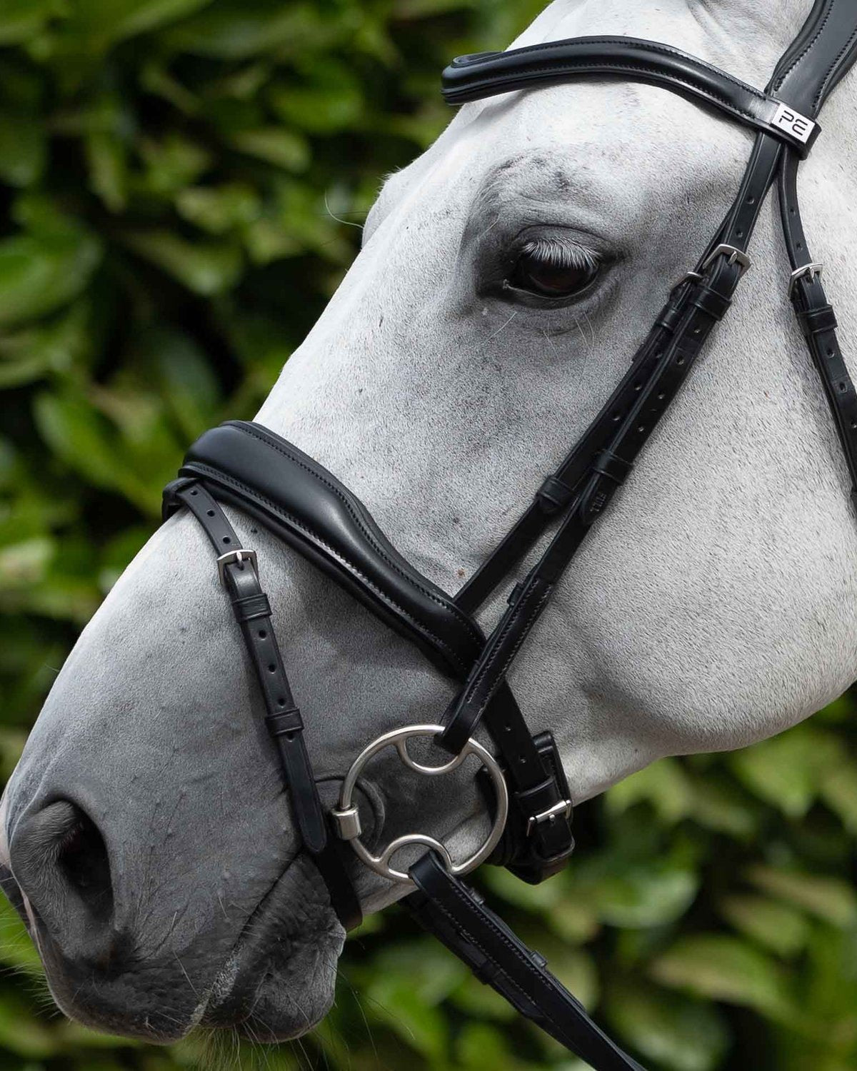 Black Premier Equine Horse Bridle Cheek Pieces - Italian Leather, Stainless Steel Buckles - Equiflair
