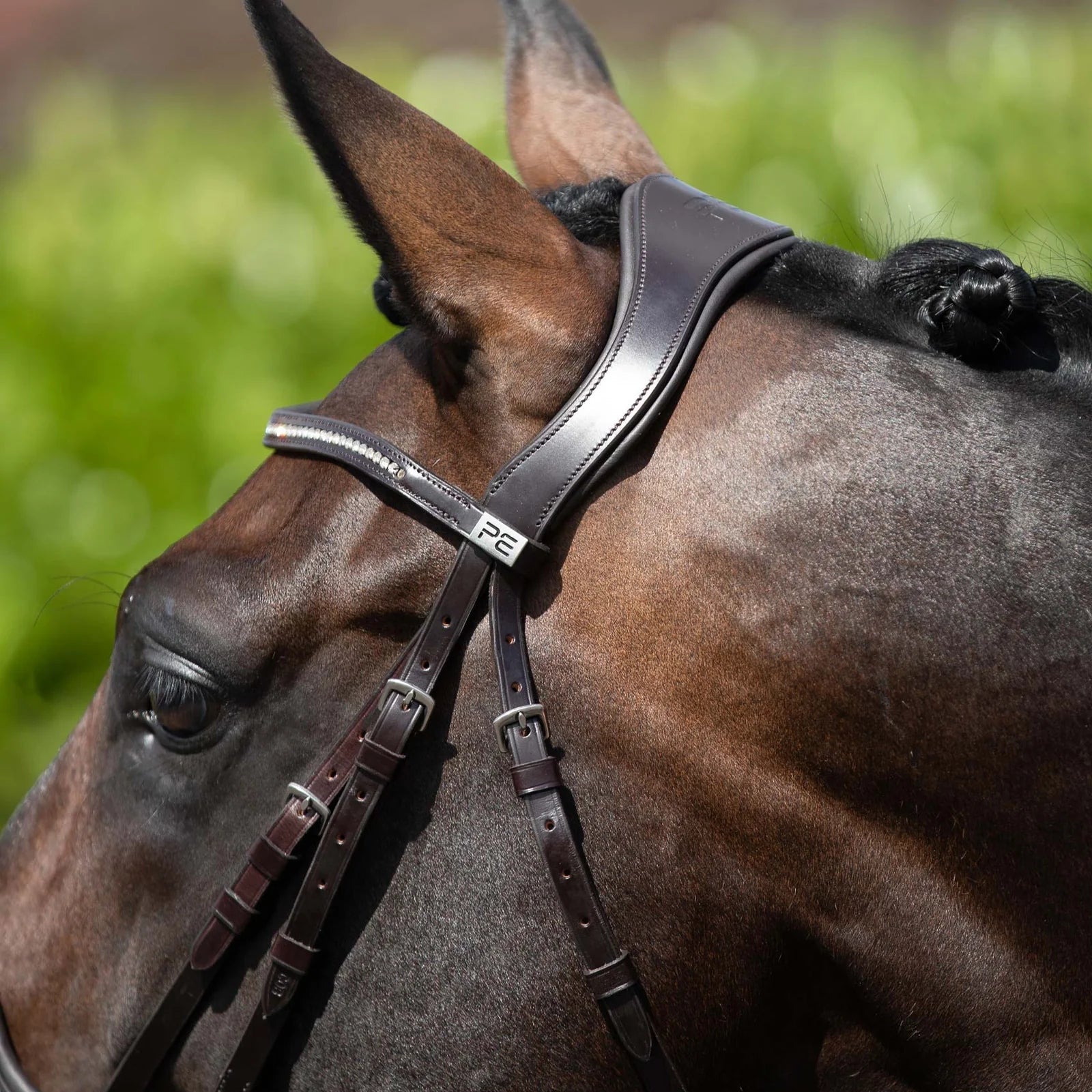 PREMIER EQUINE Stellazio Anatomic Snaffle Bridle Brown: Close-up of a horse's head wearing Italian leather bridle from Equiflair.