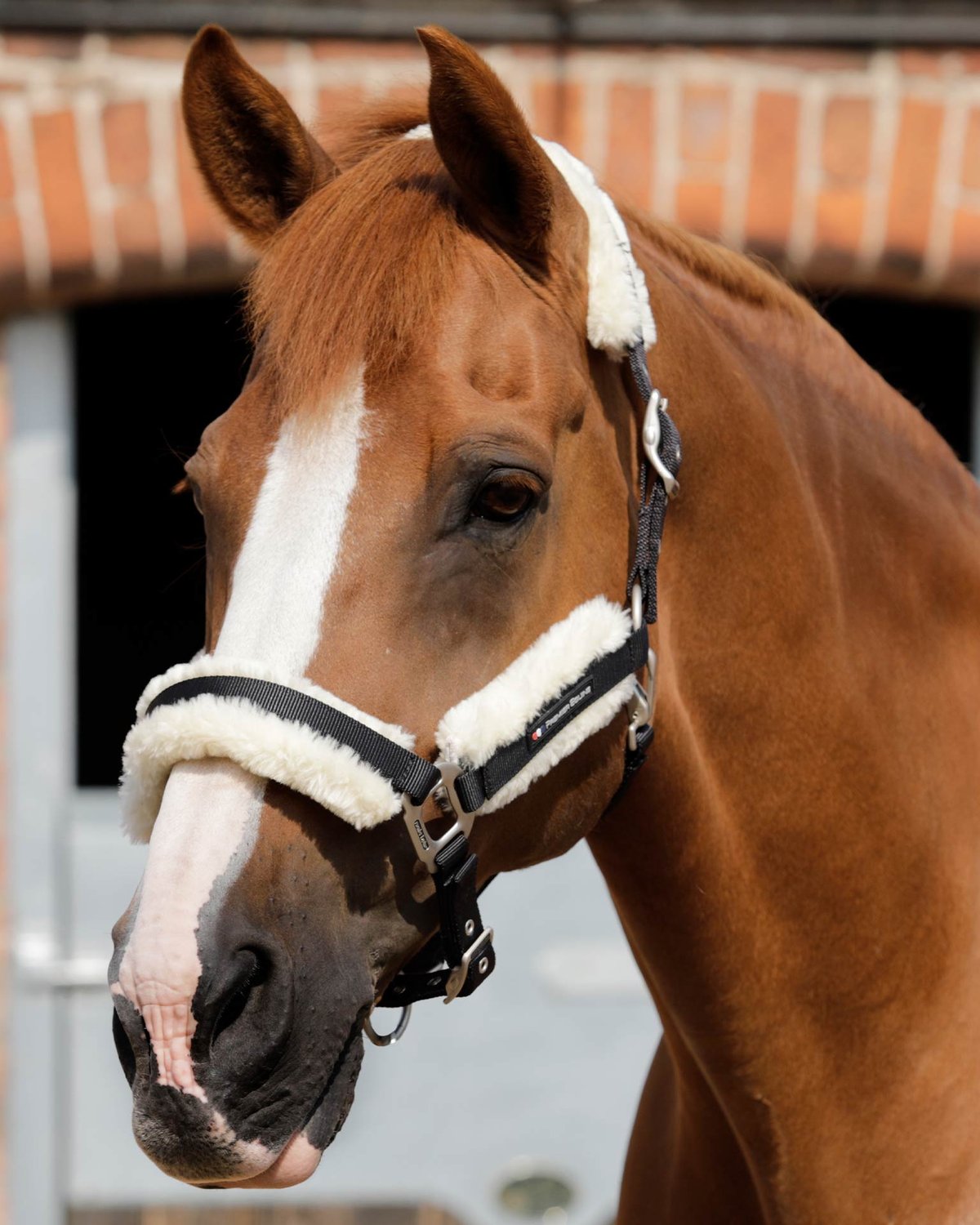 Horse Head Collar: Premier Equine Techno Wool Lined in Black - Adjustable, Comfortable Equine Headwear