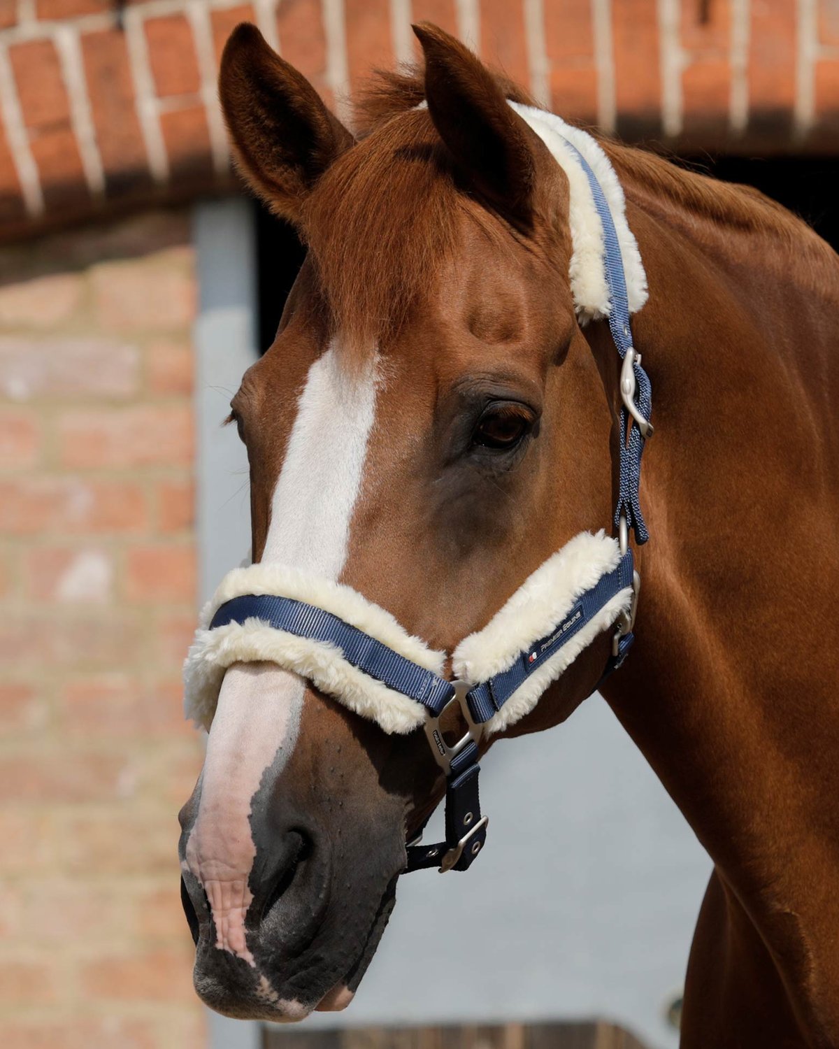 Premier Equine Techno Wool Lined Head Collar Navy