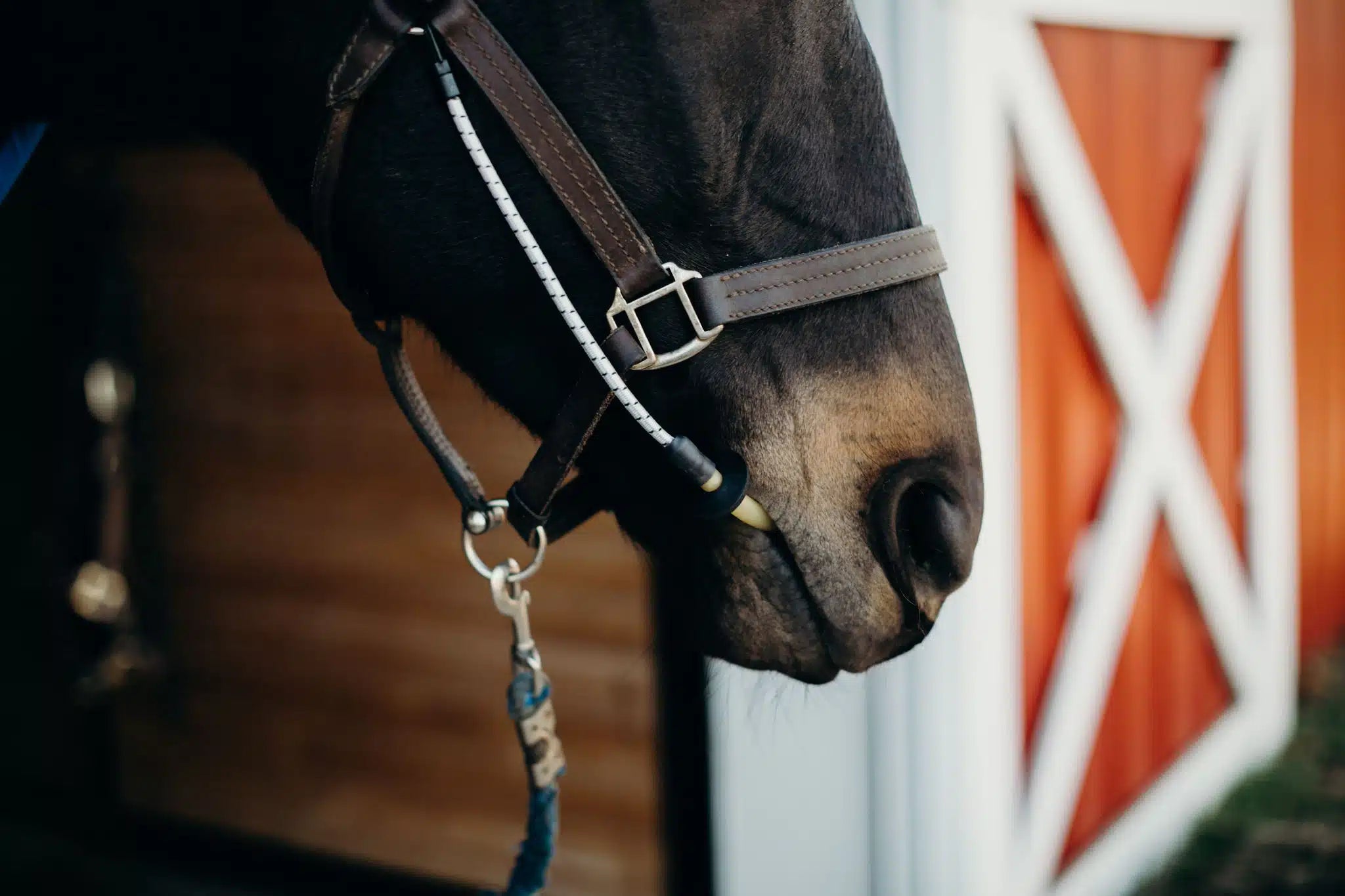 Horse wearing ThinLine Busy Buddy Calmer: Stress Relief for Grooming, Vet Visits & More!