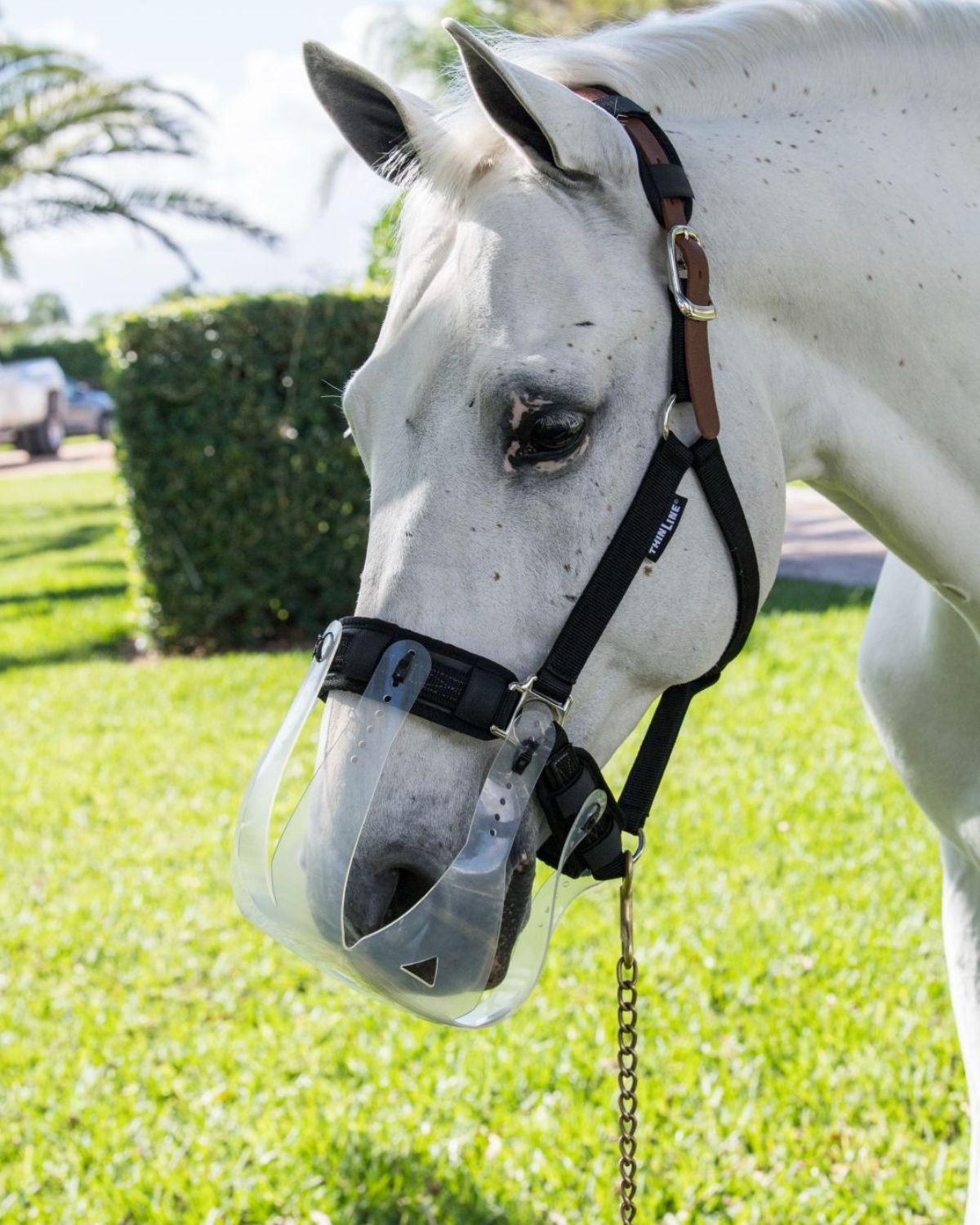White horse wearing a clear ThinLine grazing muzzle. Close-up shot. - Oversize