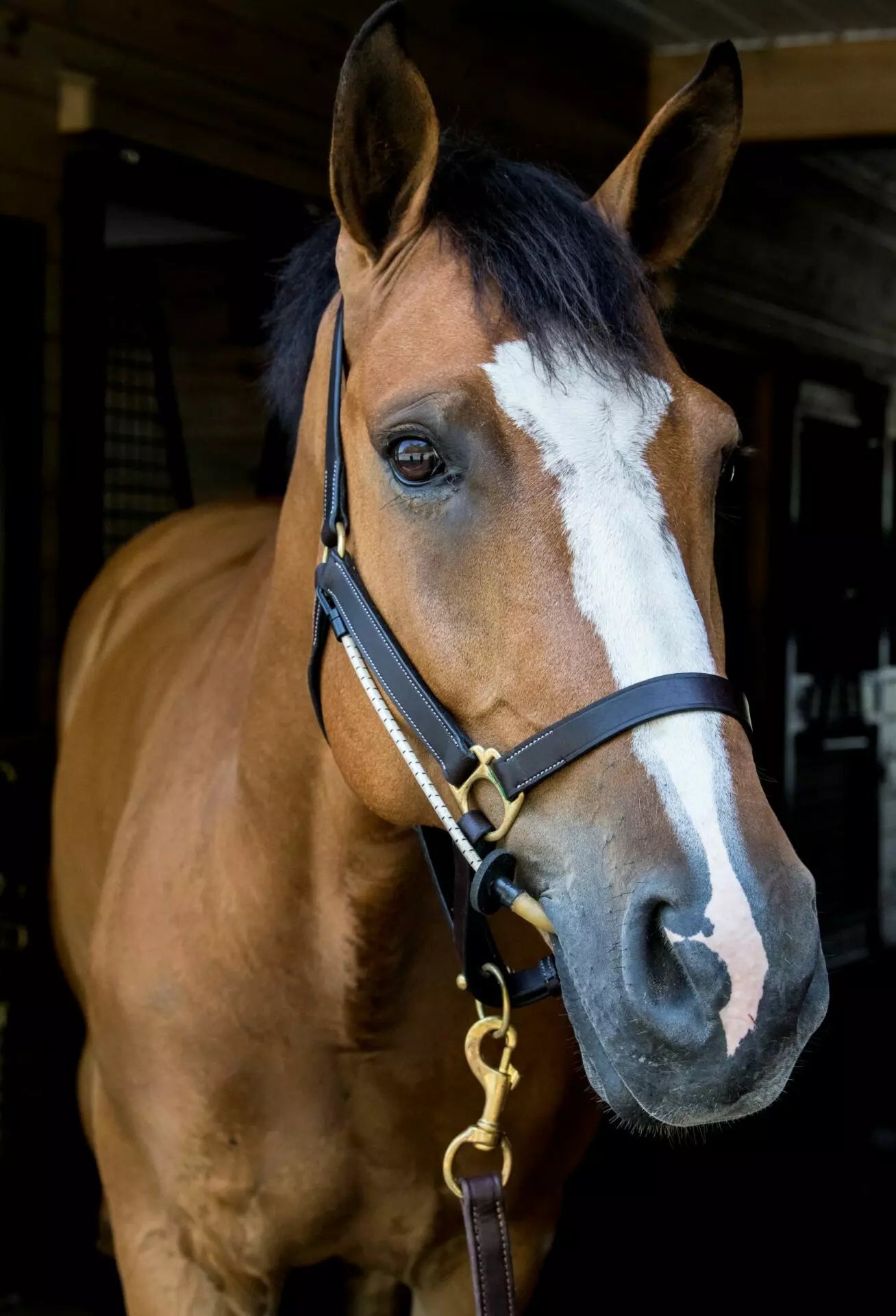 ThinLine Busy Buddy Horse Calmer