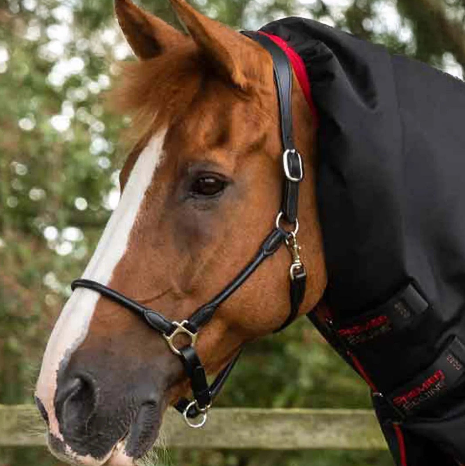 Chestnut Horse in Premier Equine Titan 450g Turnout Rug with Neck Cover. Weatherproof horse rug.