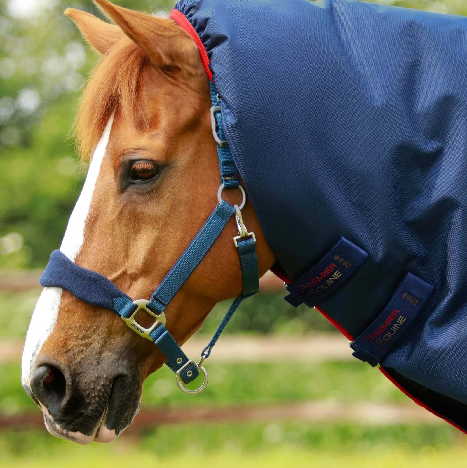 Chestnut Horse in Navy Premier Equine Titan 450g Turnout Rug with Neck Cover
