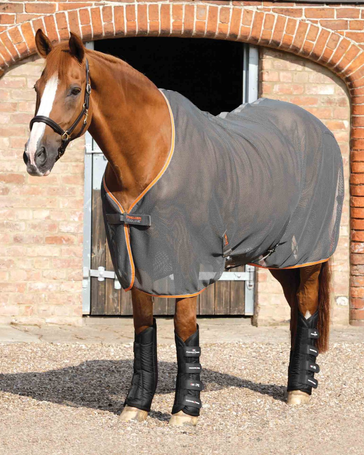 Horse wearing Premier Equine Travel-Tech Travel Boots Black. Equine travel protection.