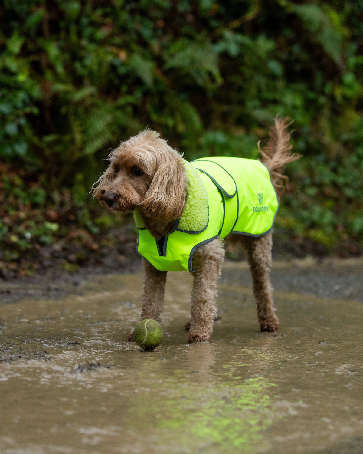 EQUIDRY Hi-Vis Yellow Waterproof Dog Coat in Puddle - Enhanced Visibility for Outdoor Adventures
