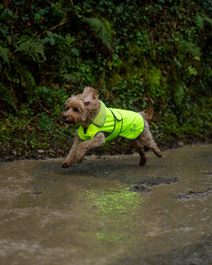 Equidry yellow hi-vis waterproof dog coat running in puddle | Equiflair