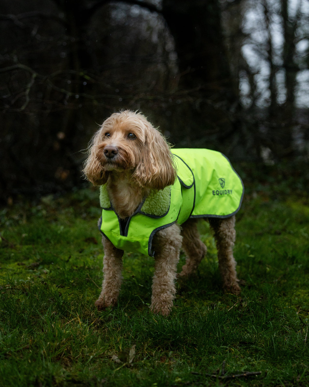 Yellow Equidry Hi-Vis Waterproof Dog Coat on Dog in Green Grass