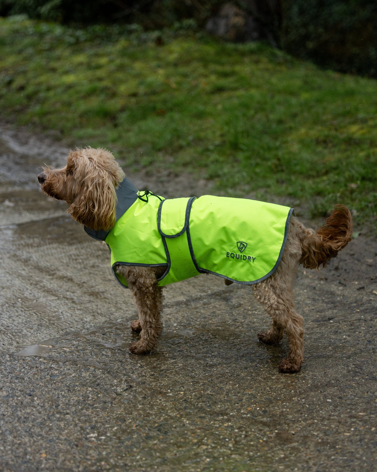 Equidry Waterproof Hi-Vis Yellow Dog Coat for Safety and Comfort in All Weather