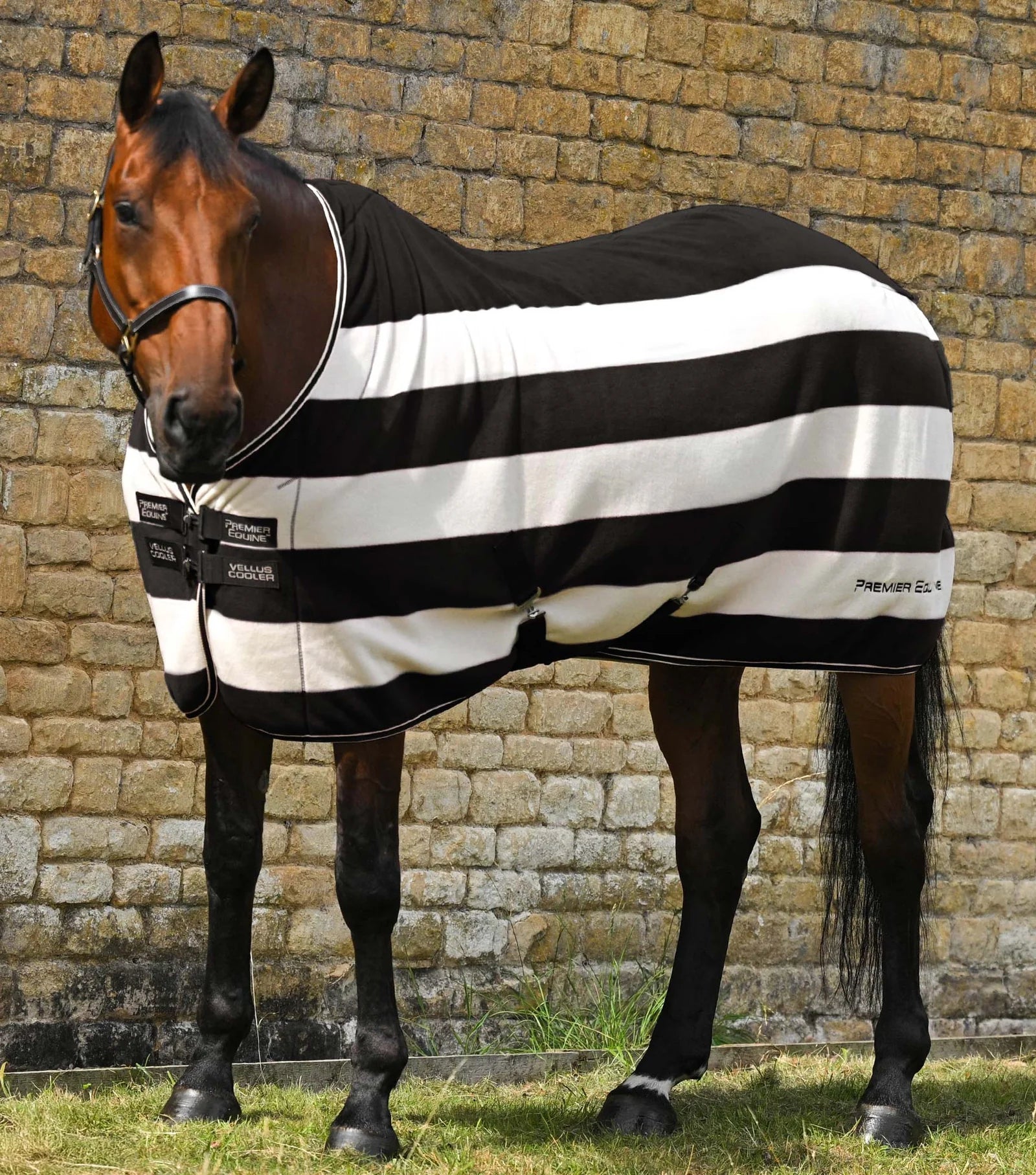 Horse wearing a black and white striped Premier Equine fleece rug from Equiflair. Comfortable and stylish horse blanket.
