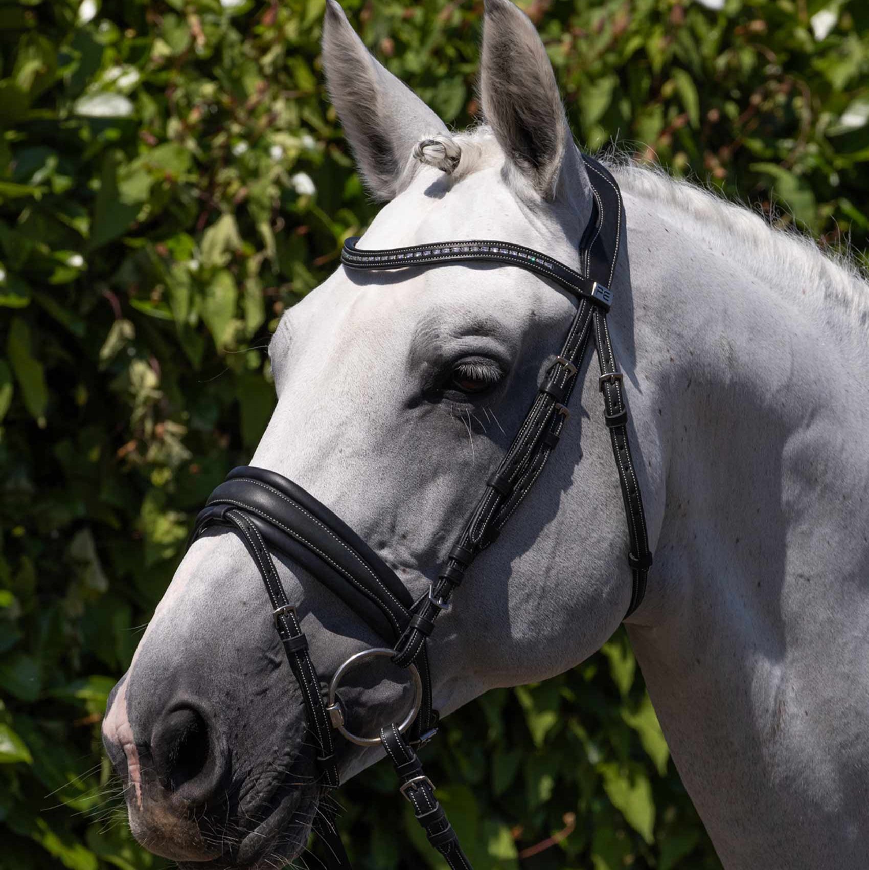 White horse wearing a Premier Equine Veneto anatomical snaffle bridle in black leather with contrast stitching.