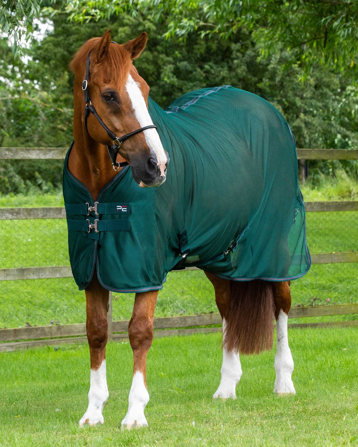 Chestnut horse wearing a green Premier Equine Ventoso mesh cooler for drying and temperature regulation after exercise.
