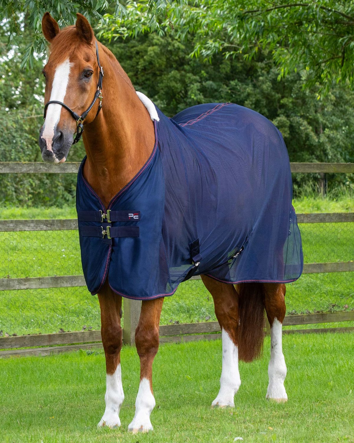 Chestnut Horse Wearing Premier Equine Ventoso Mesh Cooler - Equiflair