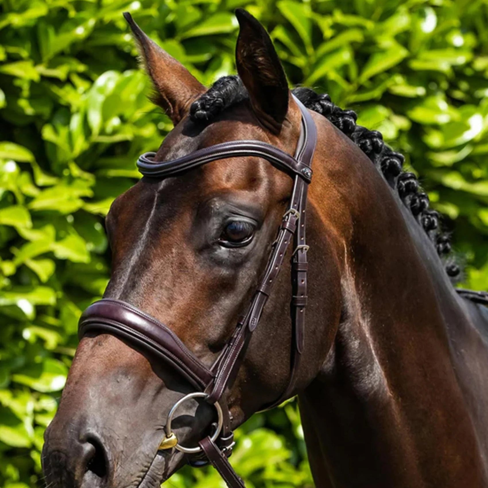 Brown Horse with Premier Equine Anatomic Snaffle Bridle - Italian Leather Equine Tack