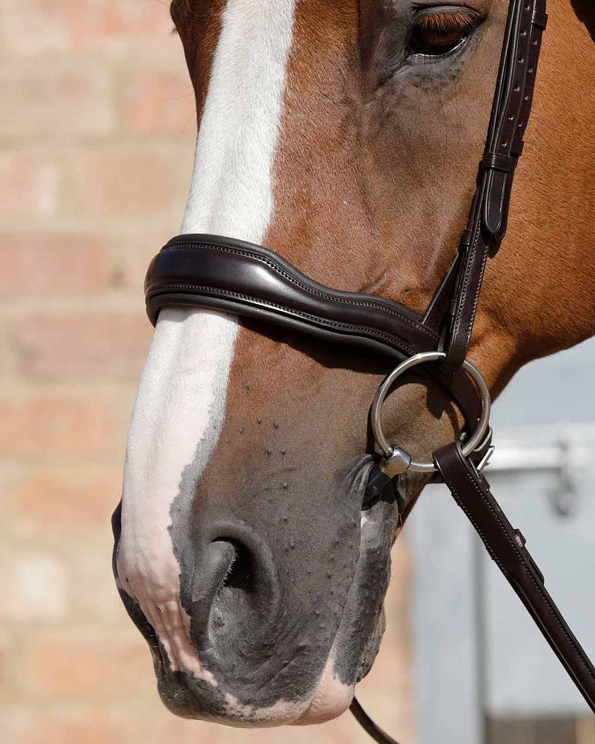 Premier Equine Anatomic Bridle: Close-up of a horse wearing brown leather noseband with anatomical design. Comfortable and ergonomic horse gear.