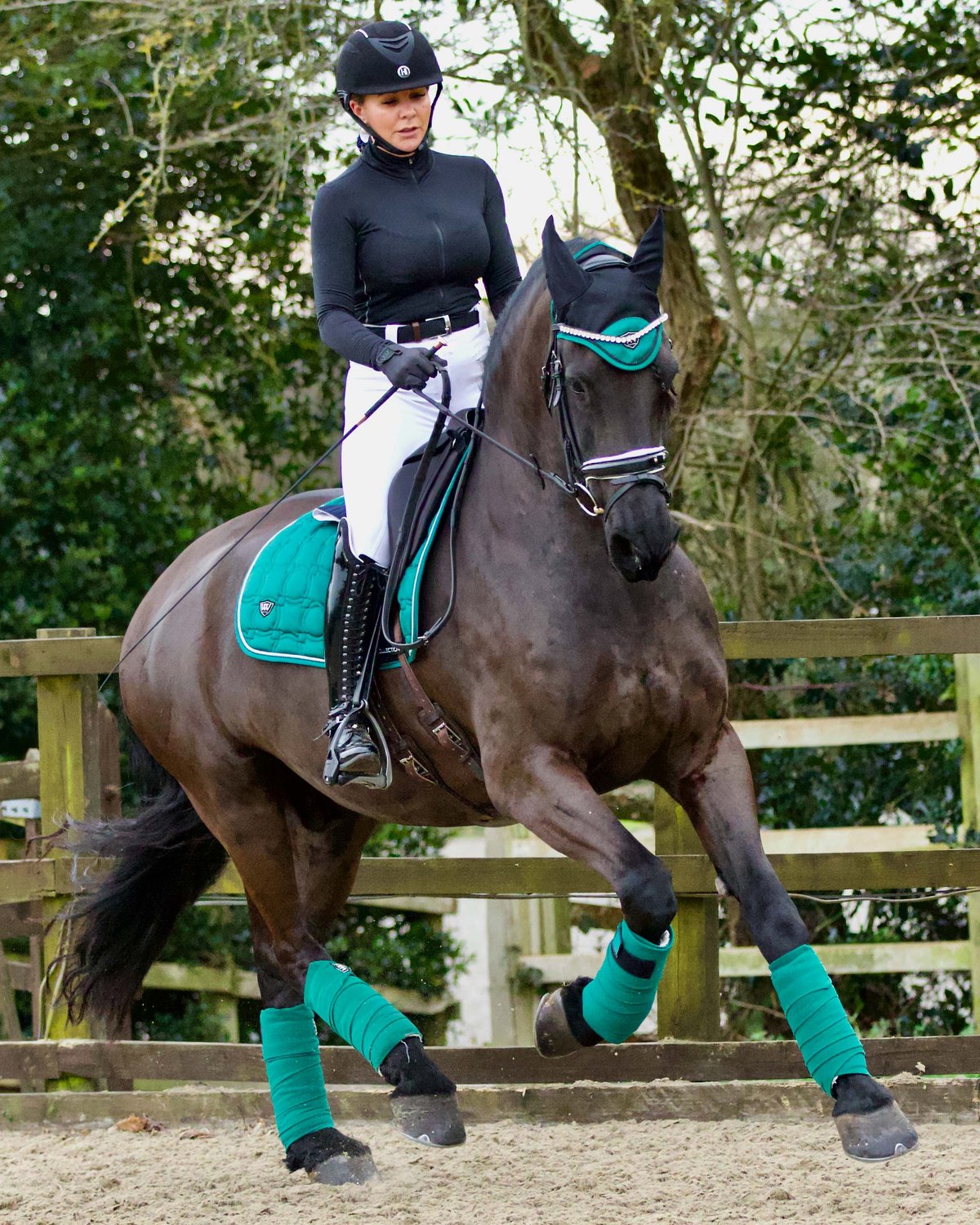 Equestrian dressage: dark horse and rider with green Woof Wear polo bandages. Equiflair