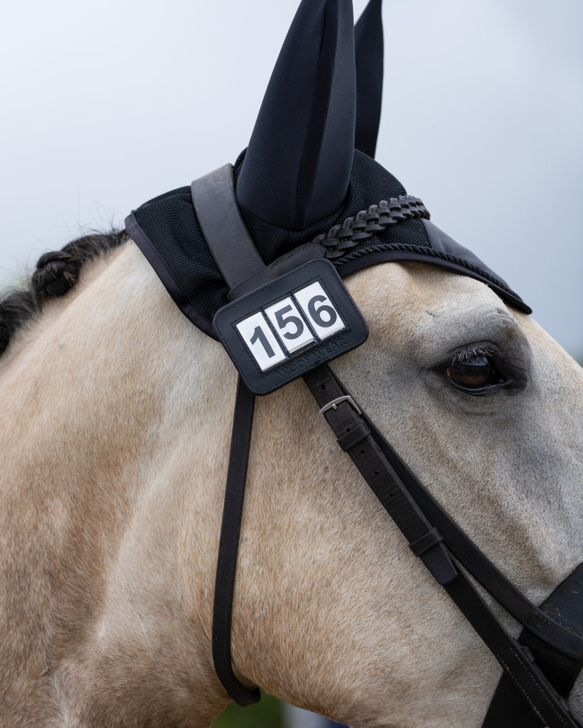 Horse wearing Woof Wear Bridle Number Holder with number 156. Horse competition.