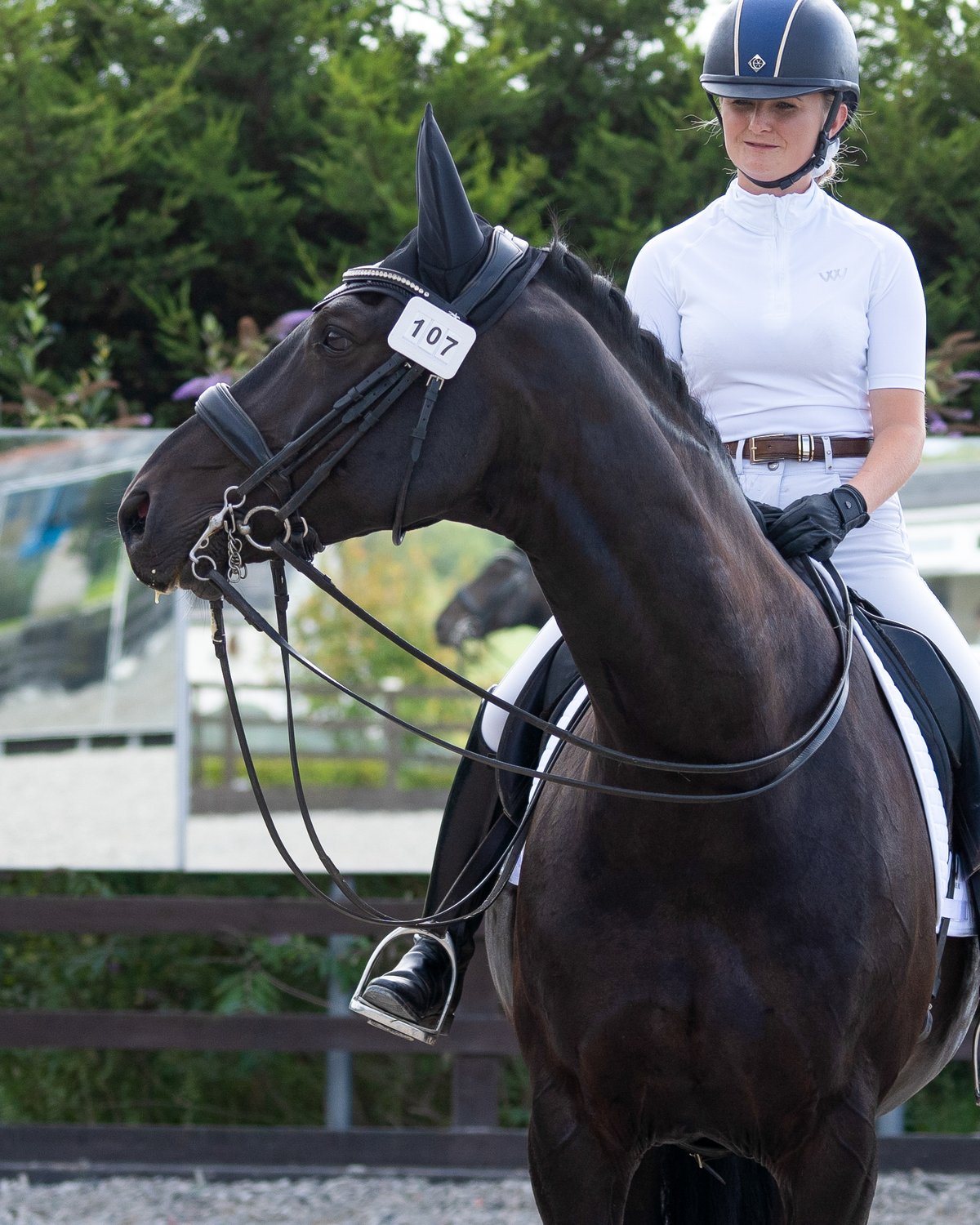 Horse Riding Dressage: Black Horse with WOOF WEAR Number Holder in Competition.