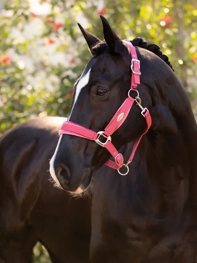 LeMieux Versailles Headcollar Cranberry