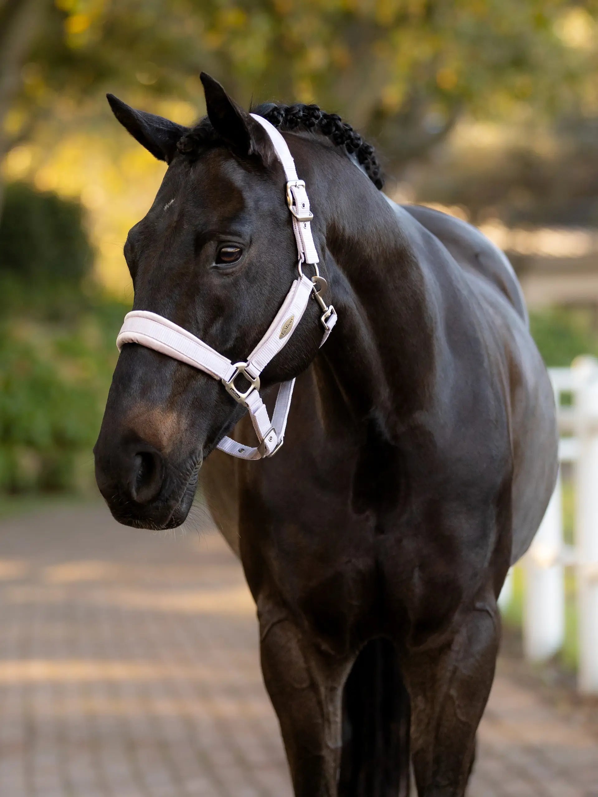 LeMieux Versailles Headcollar Lilac