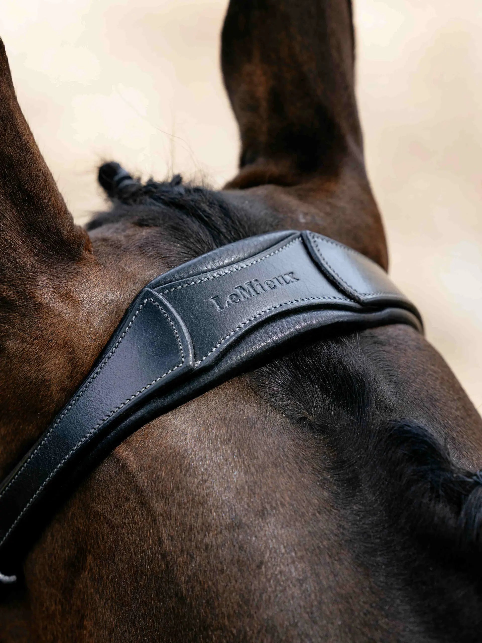 Close-up of a horse wearing a black LeMieux anatomic drop bridle with silver detailing.