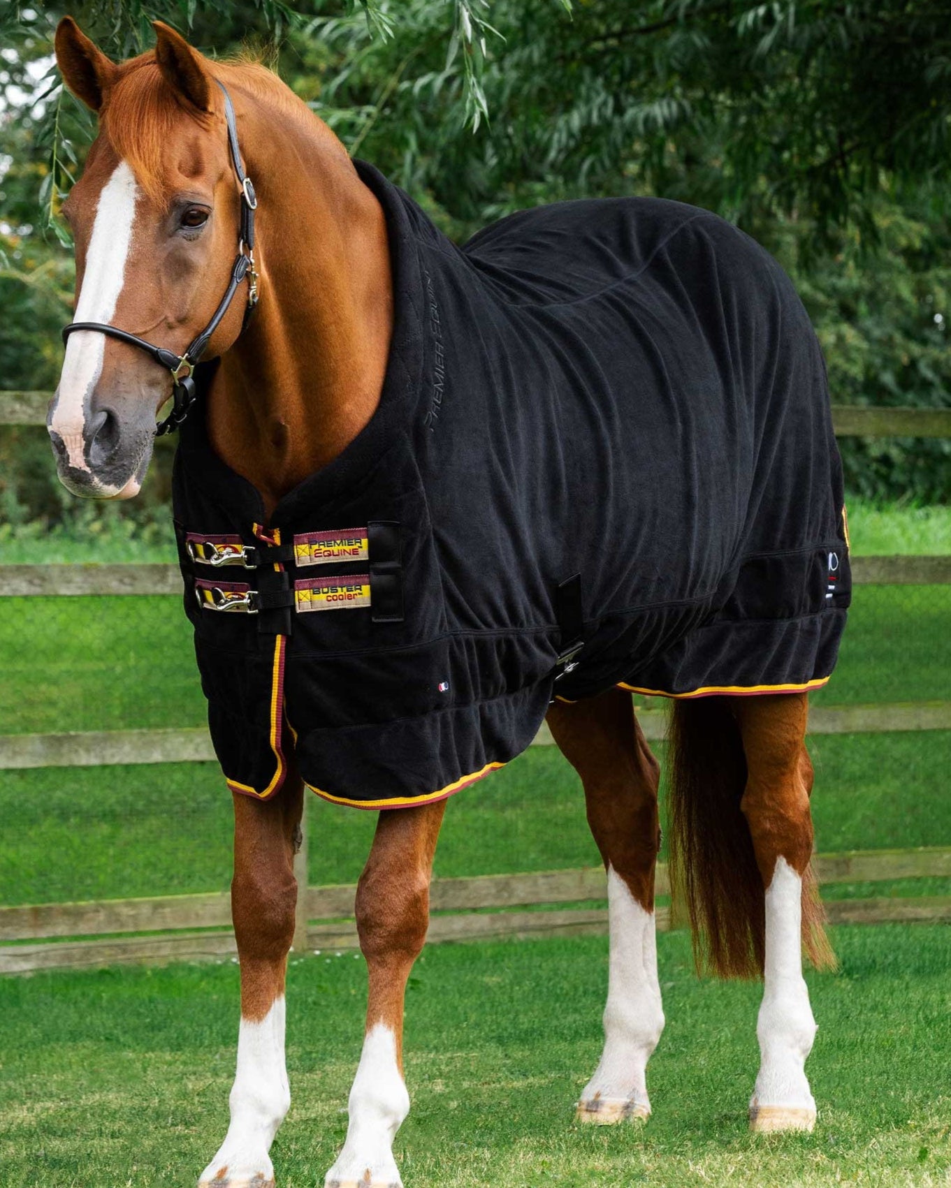 Chestnut Horse Wearing Black Premier Equine Buster-Fleece Cooler Rug - Continental-Edition