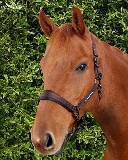 Premier Equine Corda Padded Head Collar with Lead Rope Brown